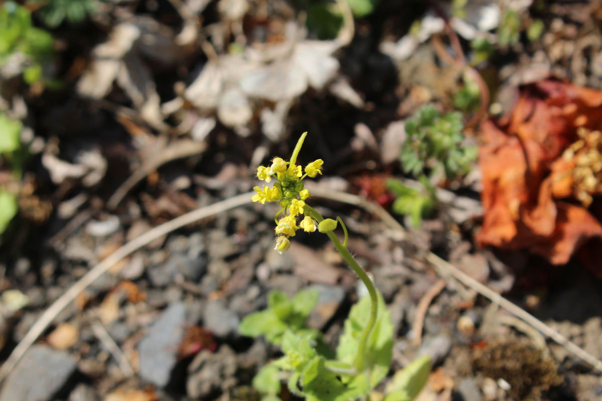 f:id:encyclopediaofweeds:20211018005034j:plain