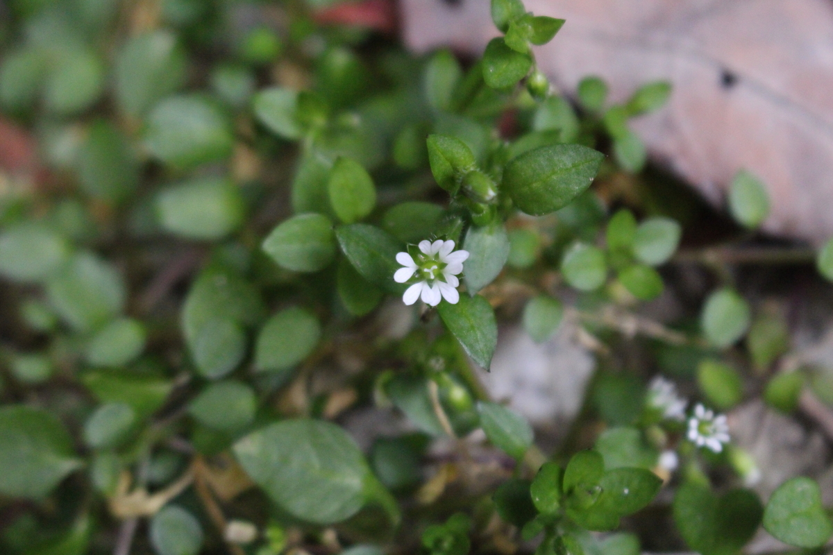 f:id:encyclopediaofweeds:20211018005931j:plain
