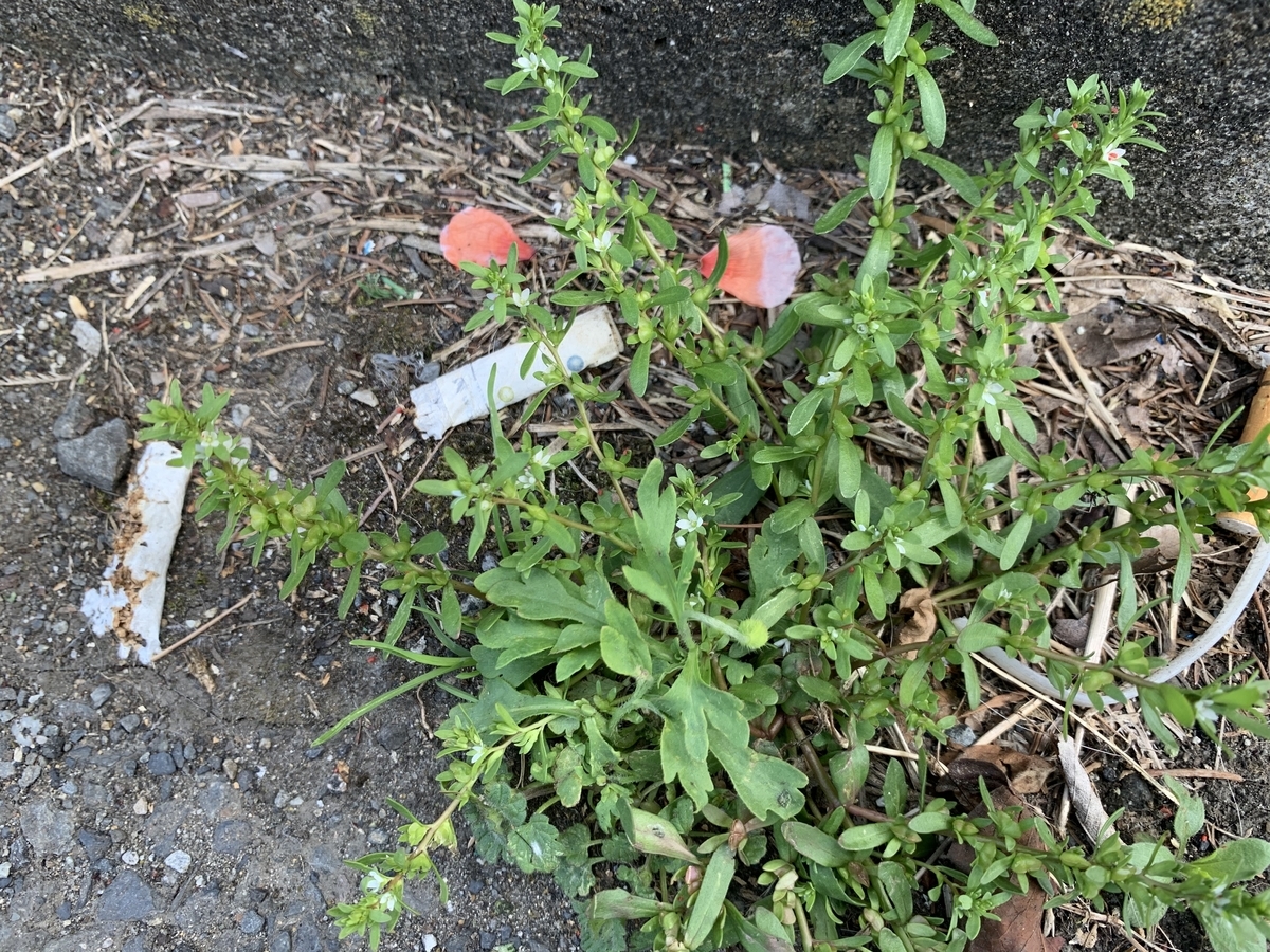 f:id:encyclopediaofweeds:20211018010308j:plain
