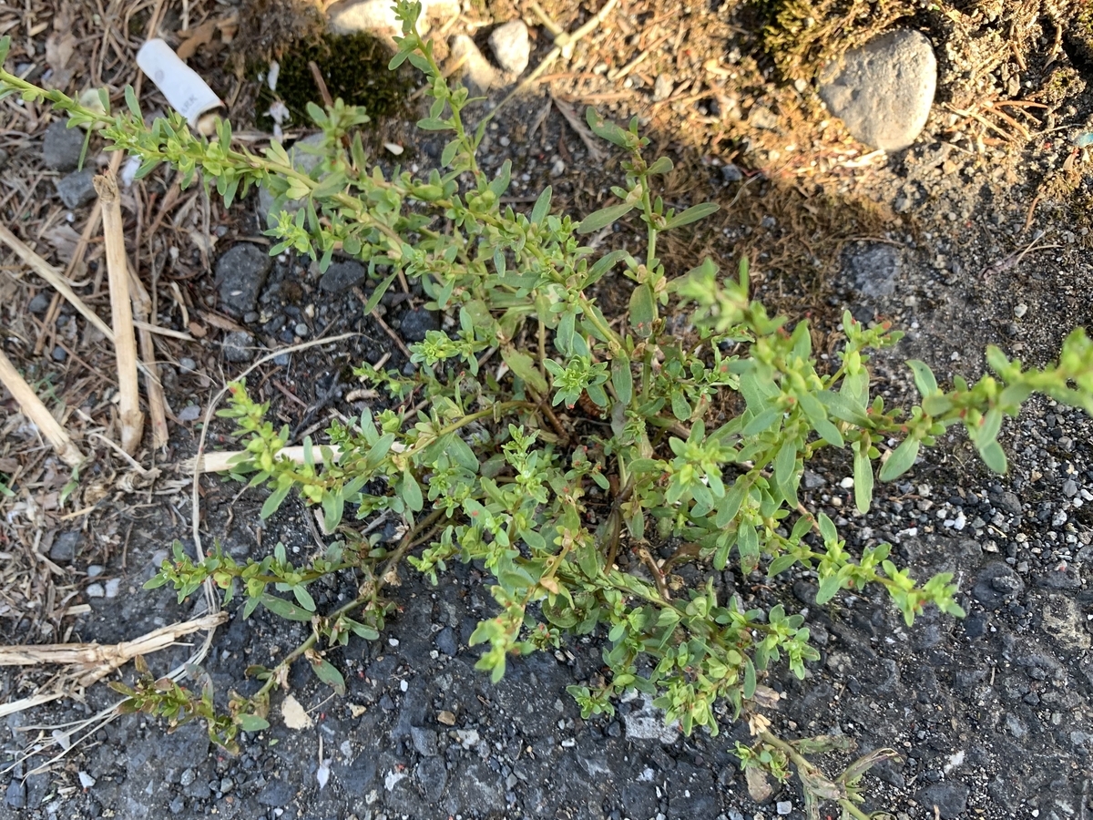 f:id:encyclopediaofweeds:20211018010353j:plain