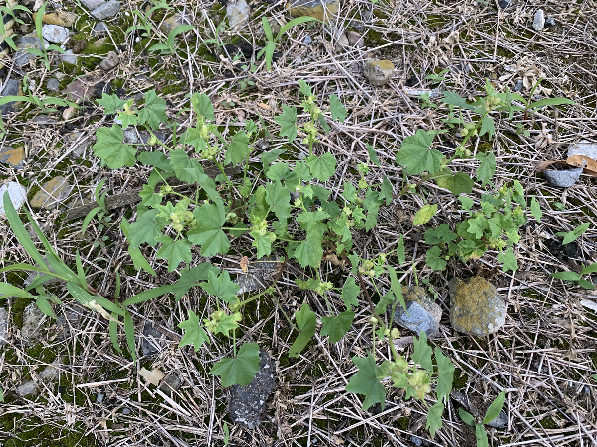 f:id:encyclopediaofweeds:20211018011630j:plain