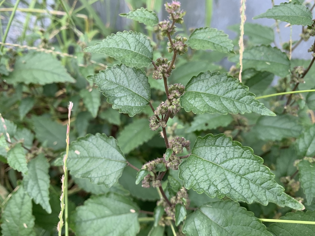 f:id:encyclopediaofweeds:20211018011729j:plain
