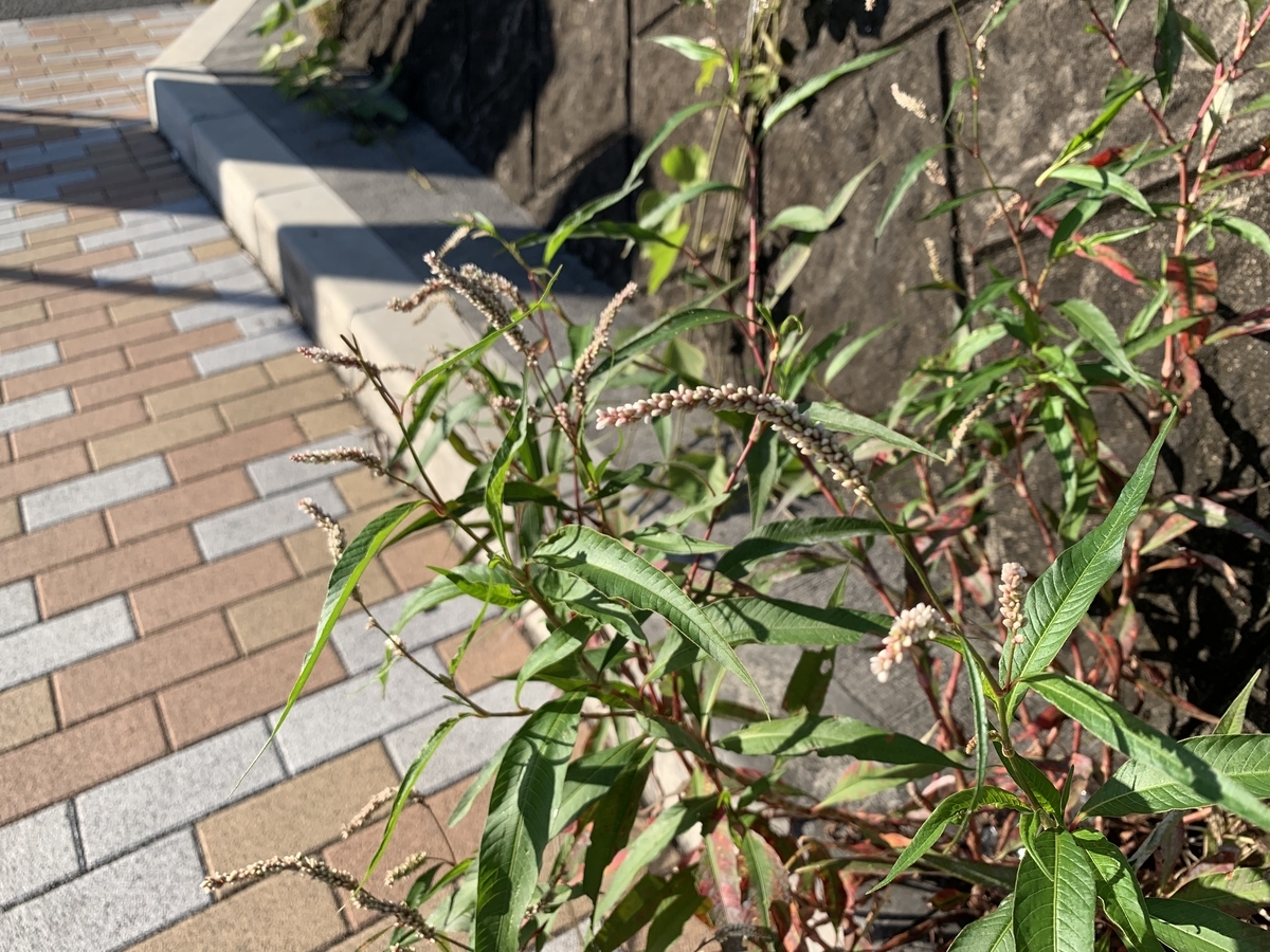 f:id:encyclopediaofweeds:20211029205245j:plain