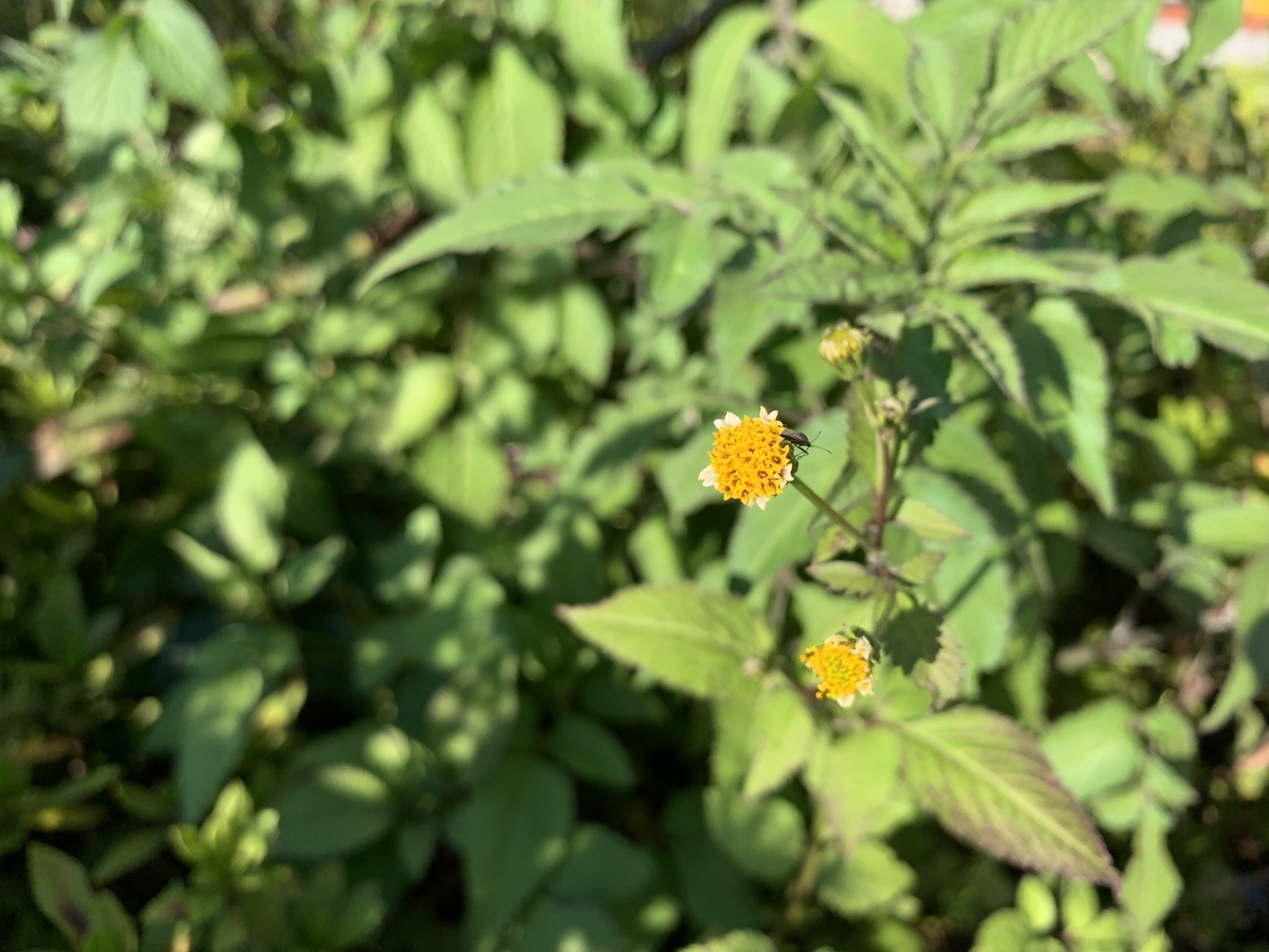 f:id:encyclopediaofweeds:20211029205422j:plain