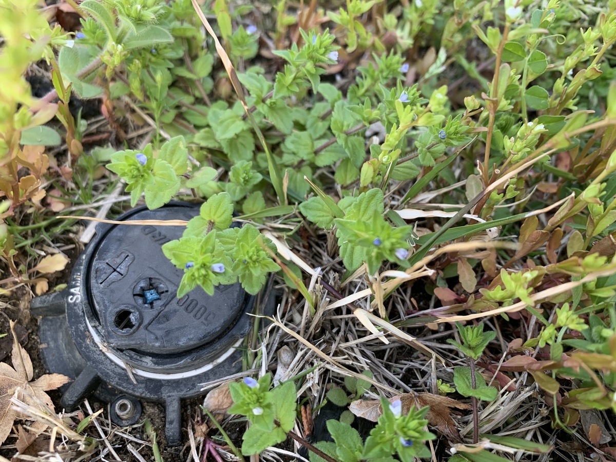 f:id:encyclopediaofweeds:20211030142541j:plain