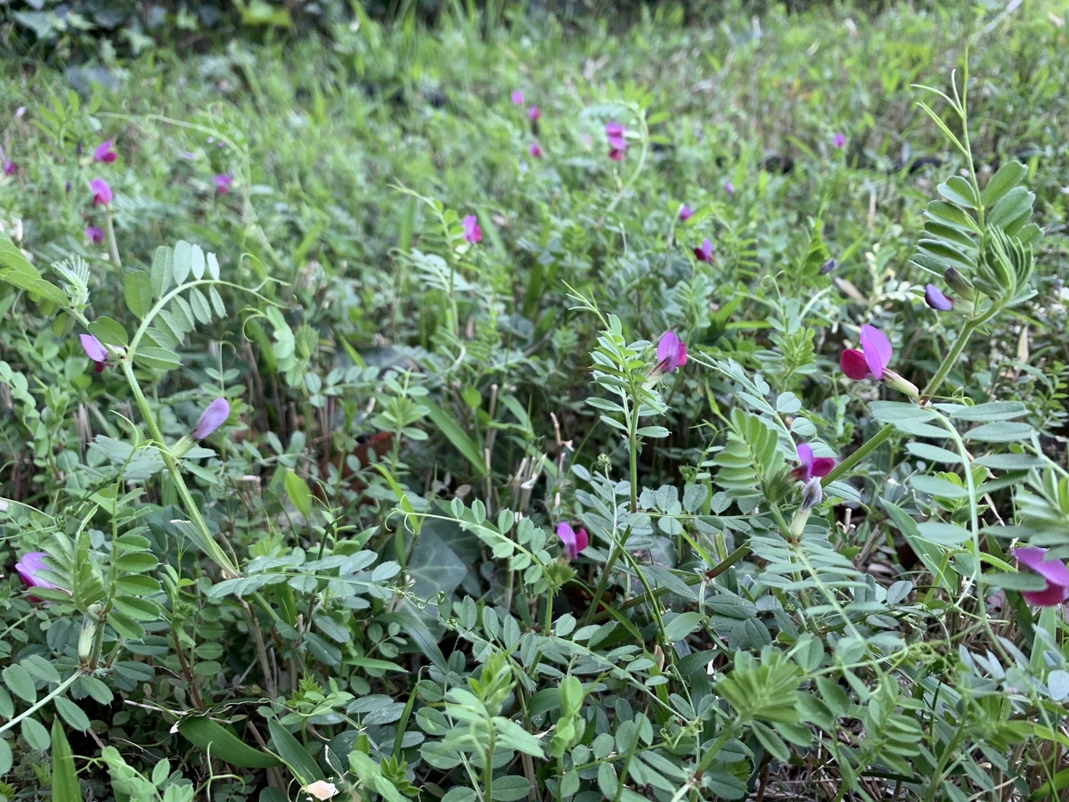 f:id:encyclopediaofweeds:20211030143343j:plain