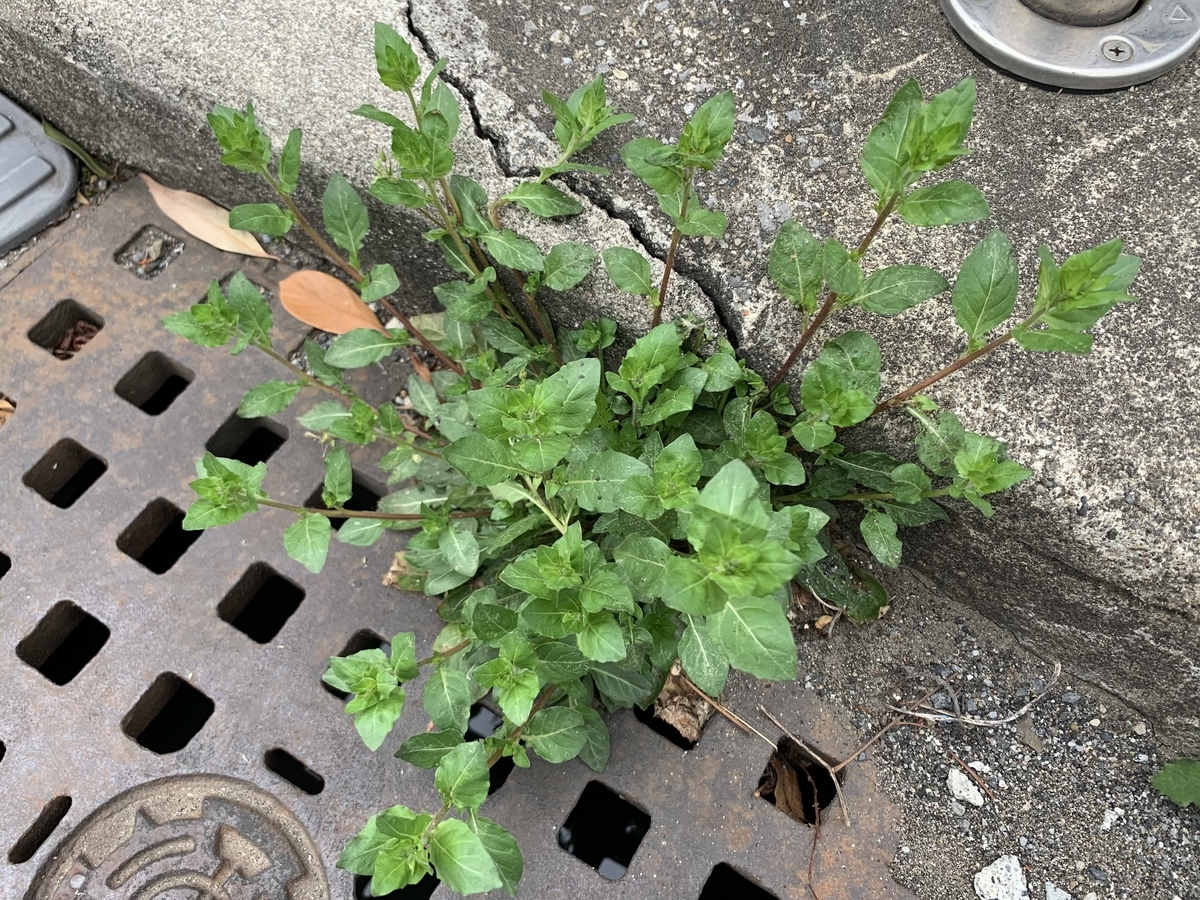 f:id:encyclopediaofweeds:20211030144925j:plain