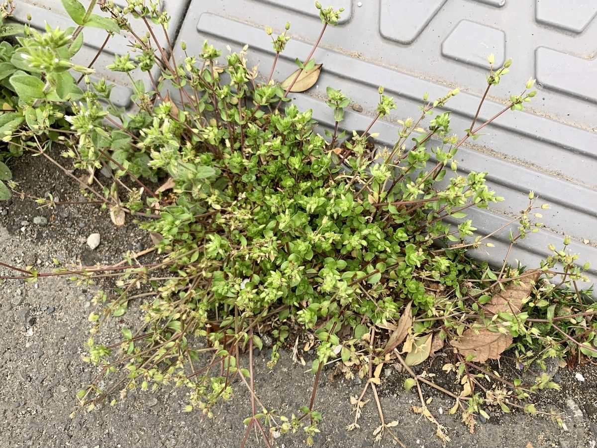 f:id:encyclopediaofweeds:20211030145104j:plain