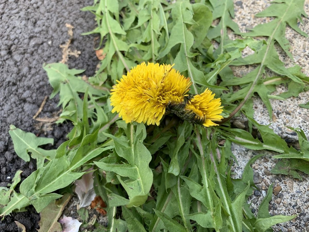 f:id:encyclopediaofweeds:20211030164843j:plain