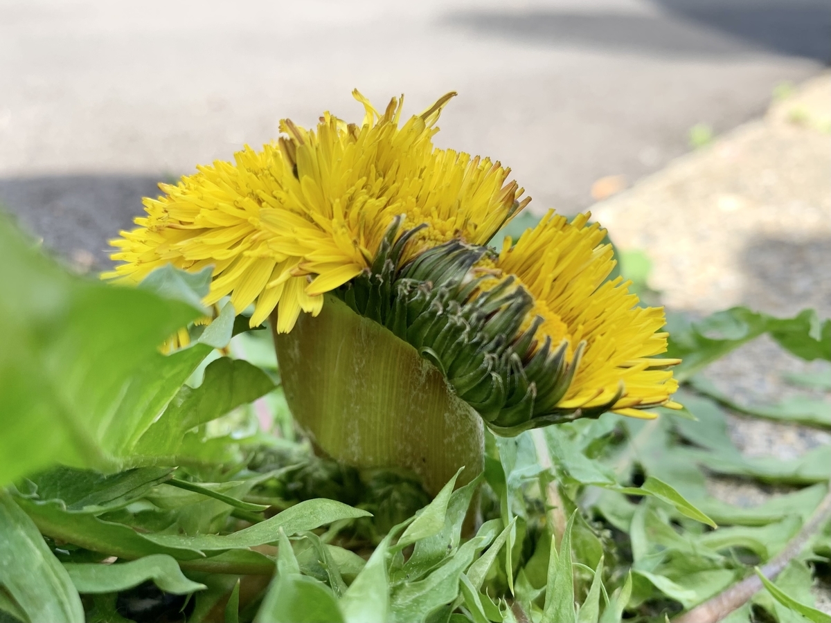 f:id:encyclopediaofweeds:20211030164857j:plain