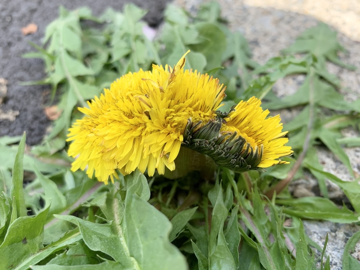 f:id:encyclopediaofweeds:20211030165052j:plain