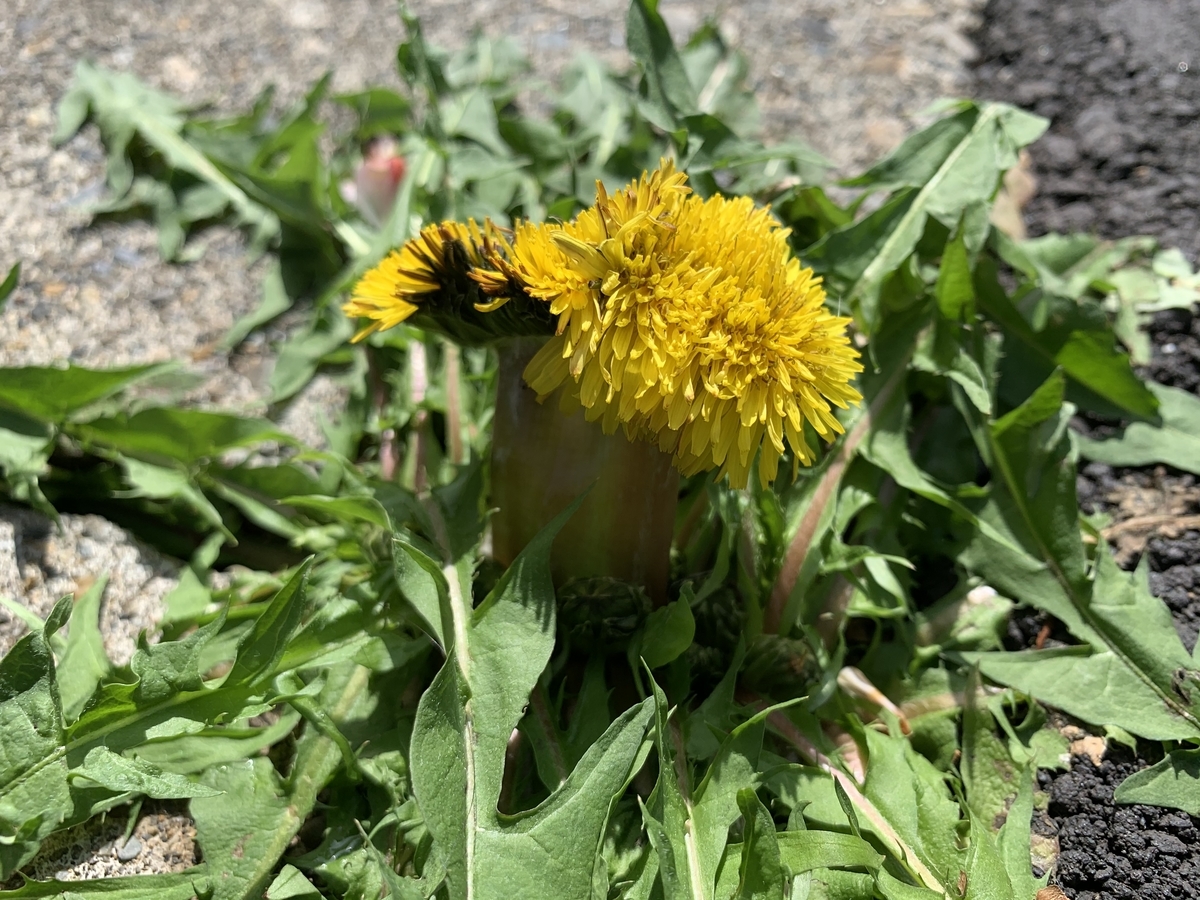 f:id:encyclopediaofweeds:20211030165102j:plain