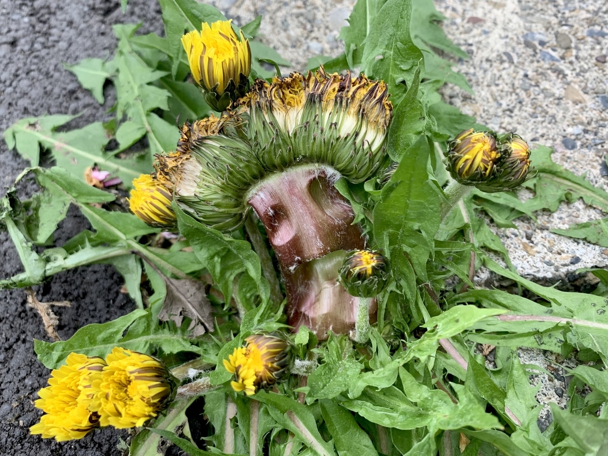 f:id:encyclopediaofweeds:20211030165320j:plain