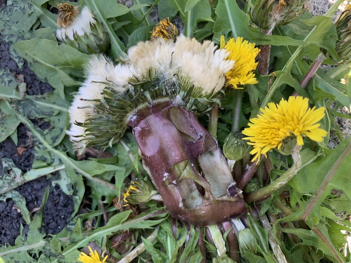 f:id:encyclopediaofweeds:20211030165405j:plain