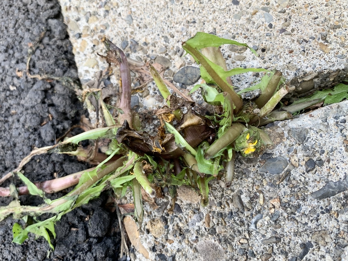 f:id:encyclopediaofweeds:20211030165450j:plain