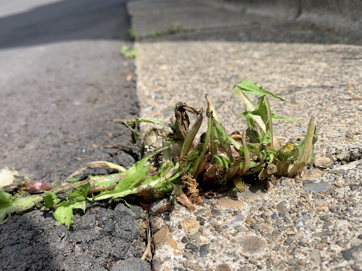 f:id:encyclopediaofweeds:20211030165502j:plain