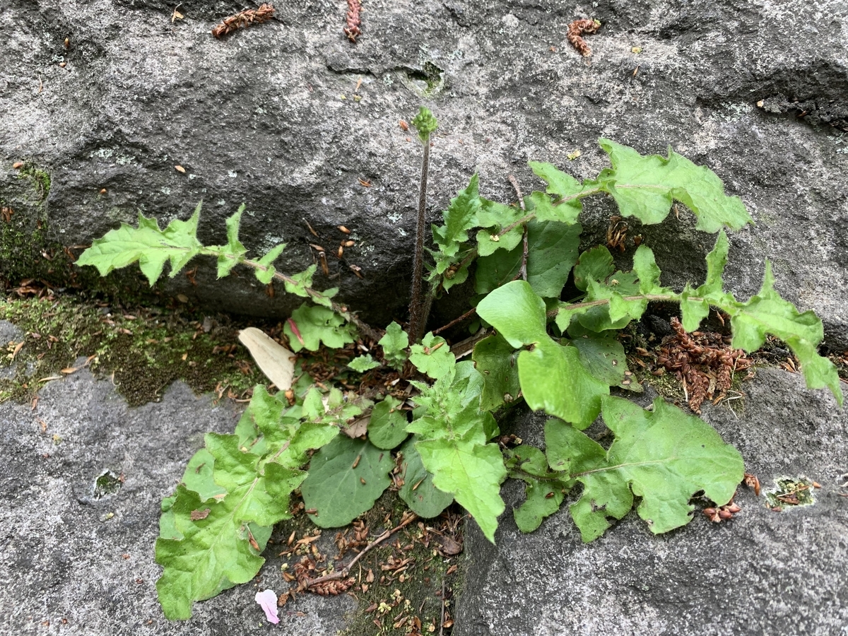 f:id:encyclopediaofweeds:20211030170148j:plain