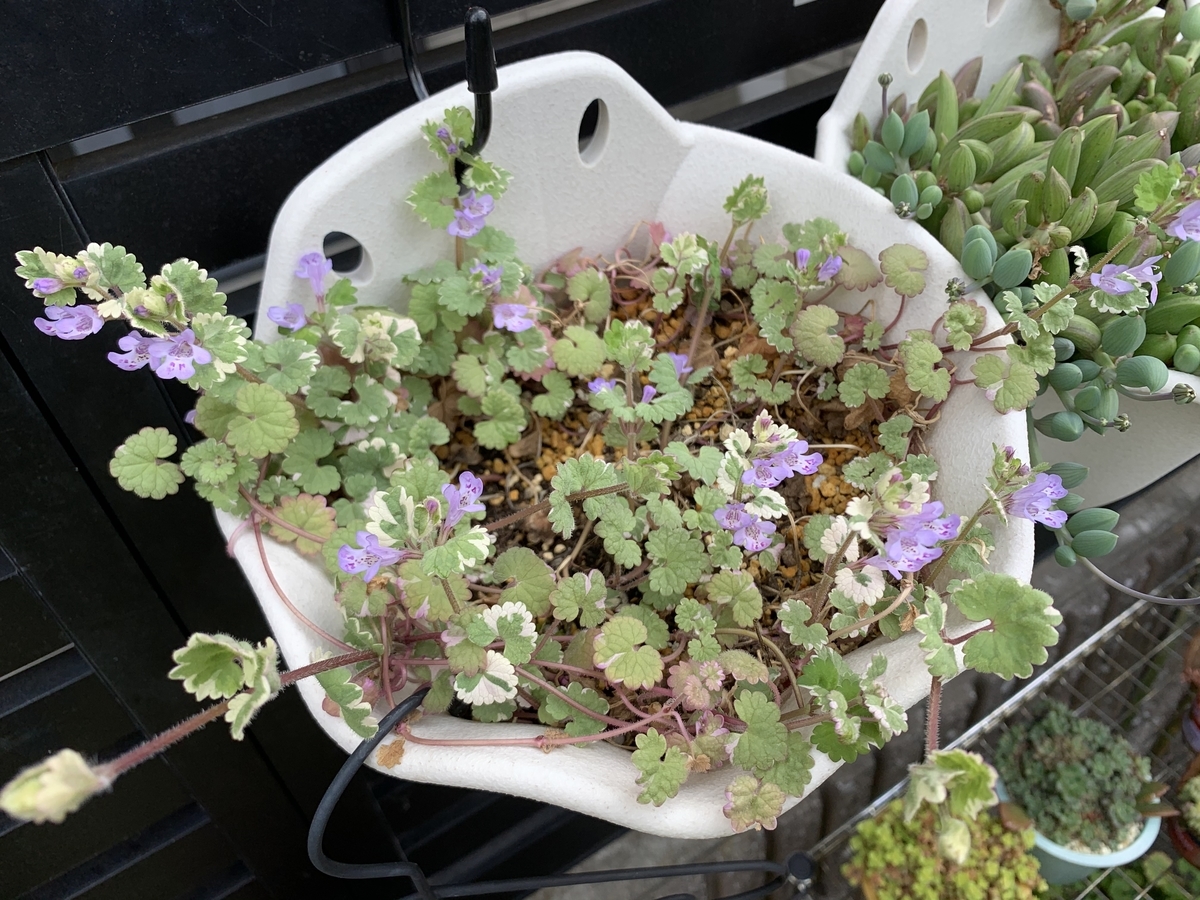 f:id:encyclopediaofweeds:20211030170328j:plain