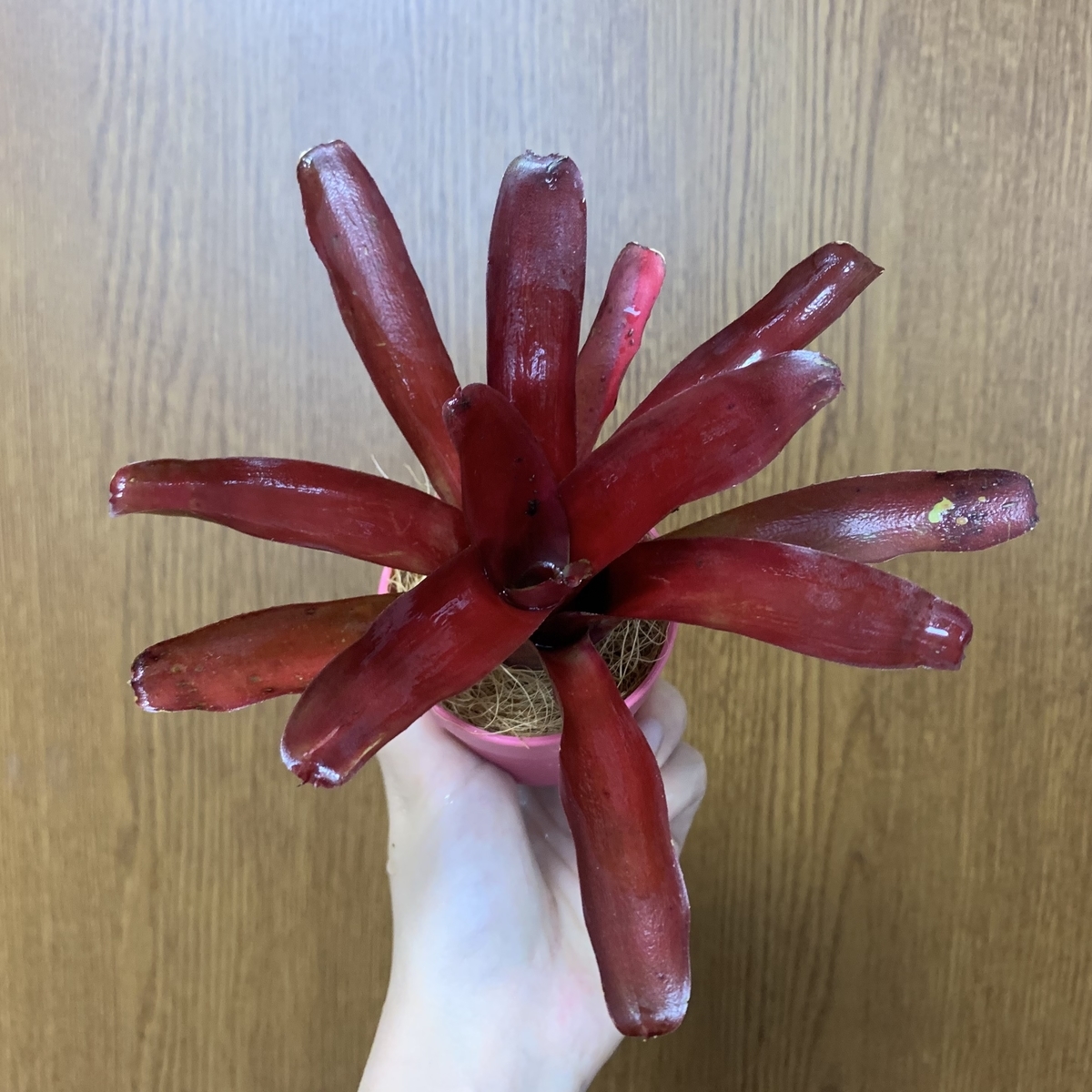f:id:encyclopediaofweeds:20211121183424j:plain