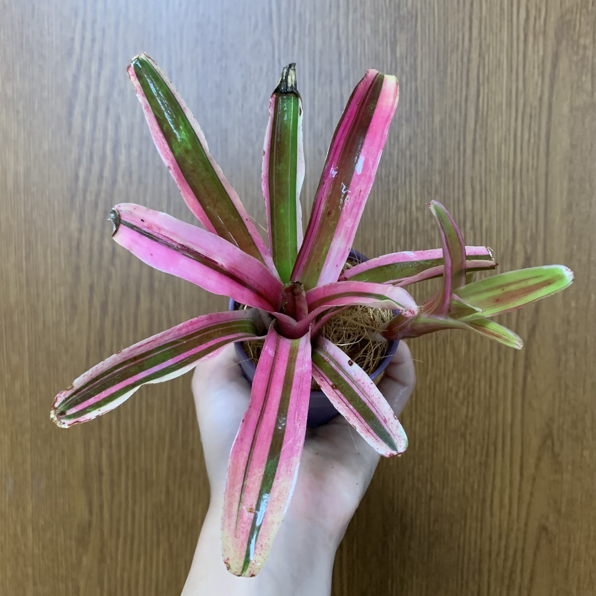 f:id:encyclopediaofweeds:20211121183508j:plain