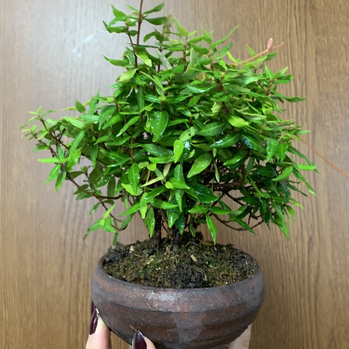 f:id:encyclopediaofweeds:20211122120024j:plain