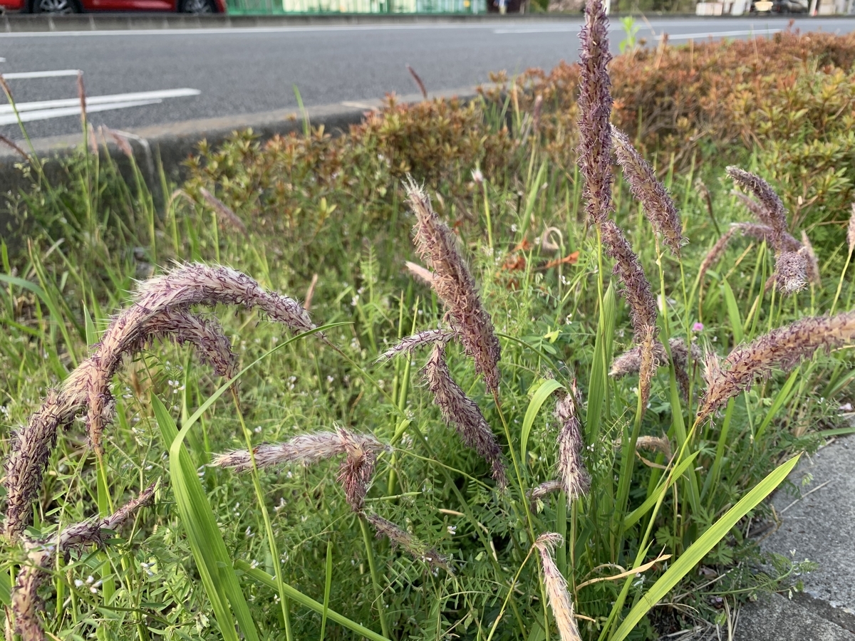 f:id:encyclopediaofweeds:20211122200918j:plain