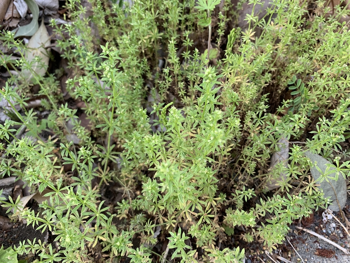 f:id:encyclopediaofweeds:20211122201431j:plain