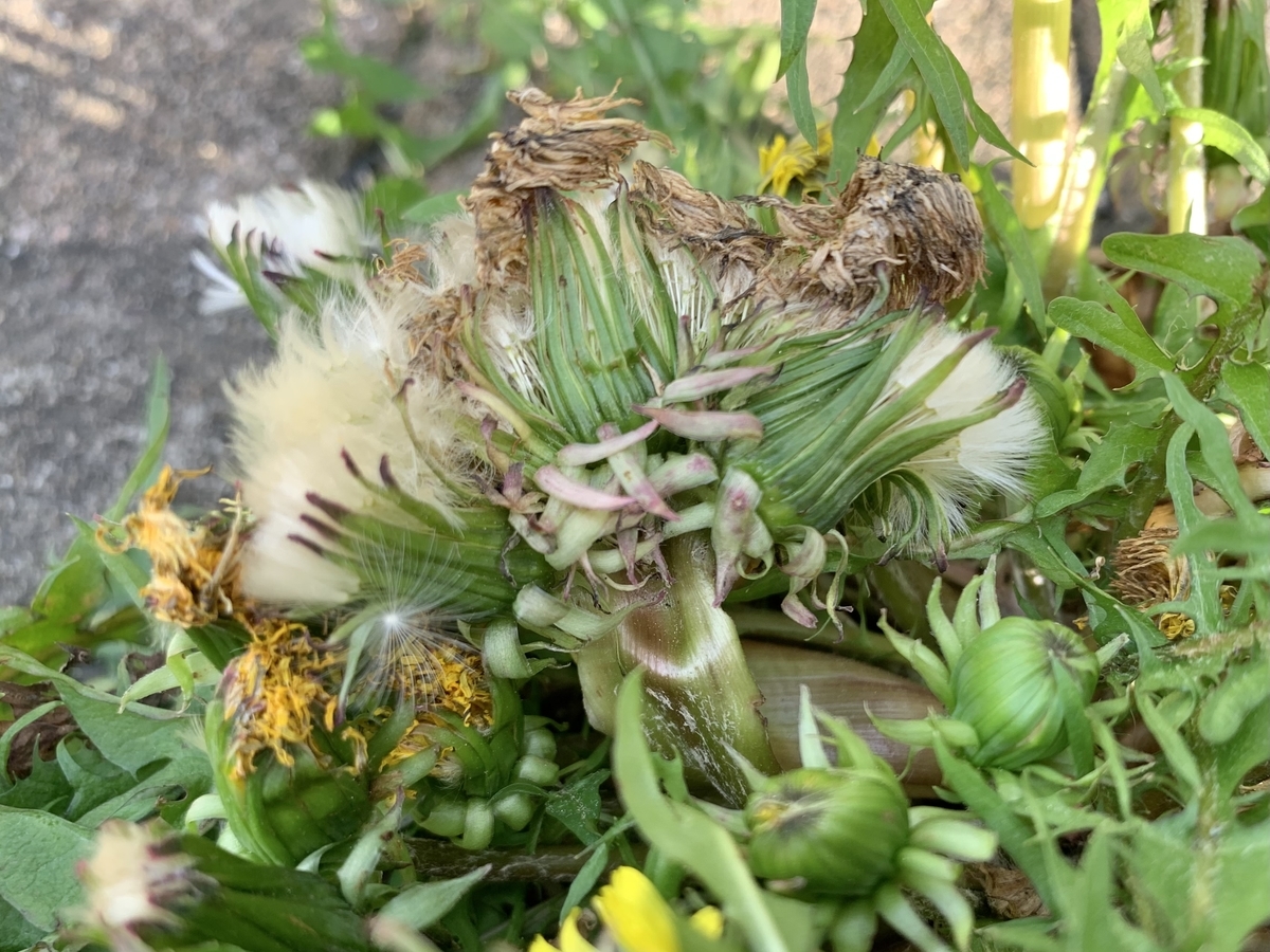 f:id:encyclopediaofweeds:20211122203222j:plain