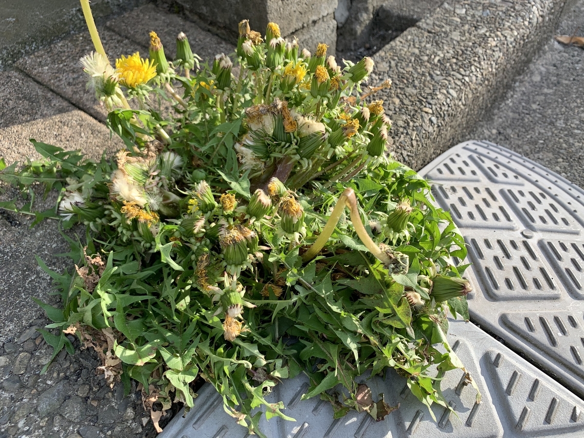 f:id:encyclopediaofweeds:20211122203257j:plain