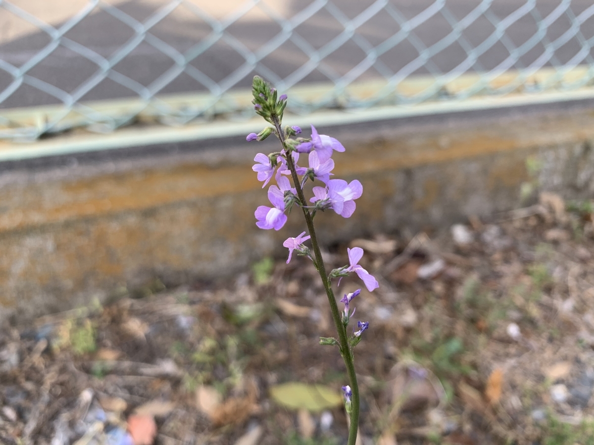 マツバウンラン 愛すべき雑草たち
