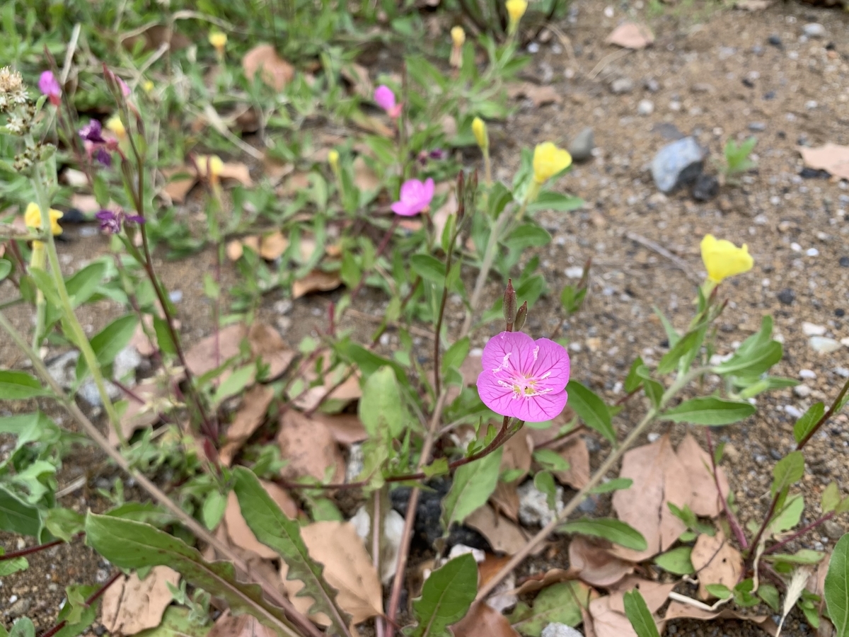 f:id:encyclopediaofweeds:20211122204239j:plain