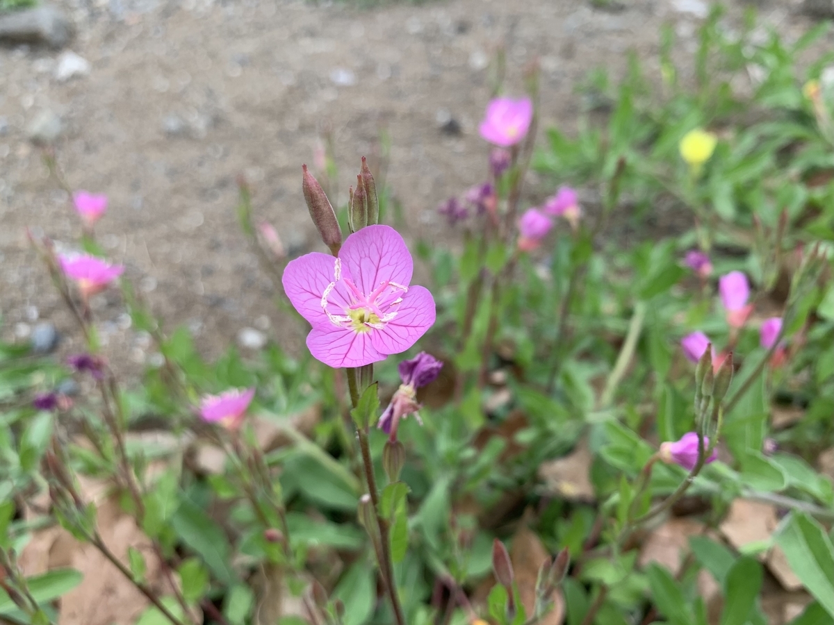 f:id:encyclopediaofweeds:20211122205700j:plain