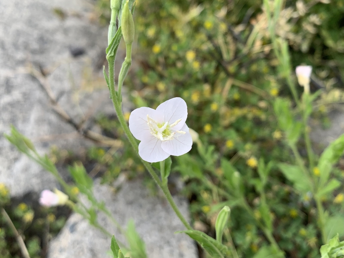 f:id:encyclopediaofweeds:20211122210445j:plain