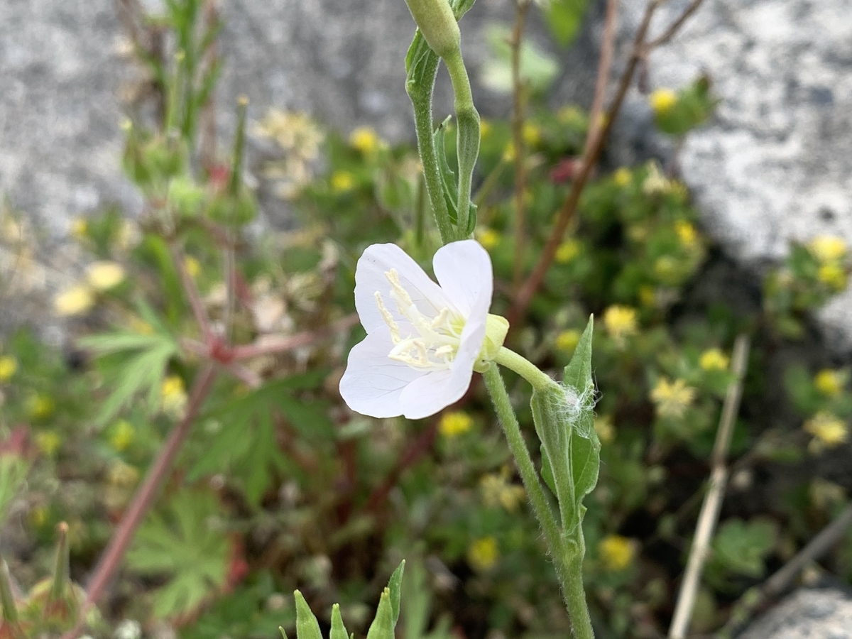 f:id:encyclopediaofweeds:20211122210452j:plain