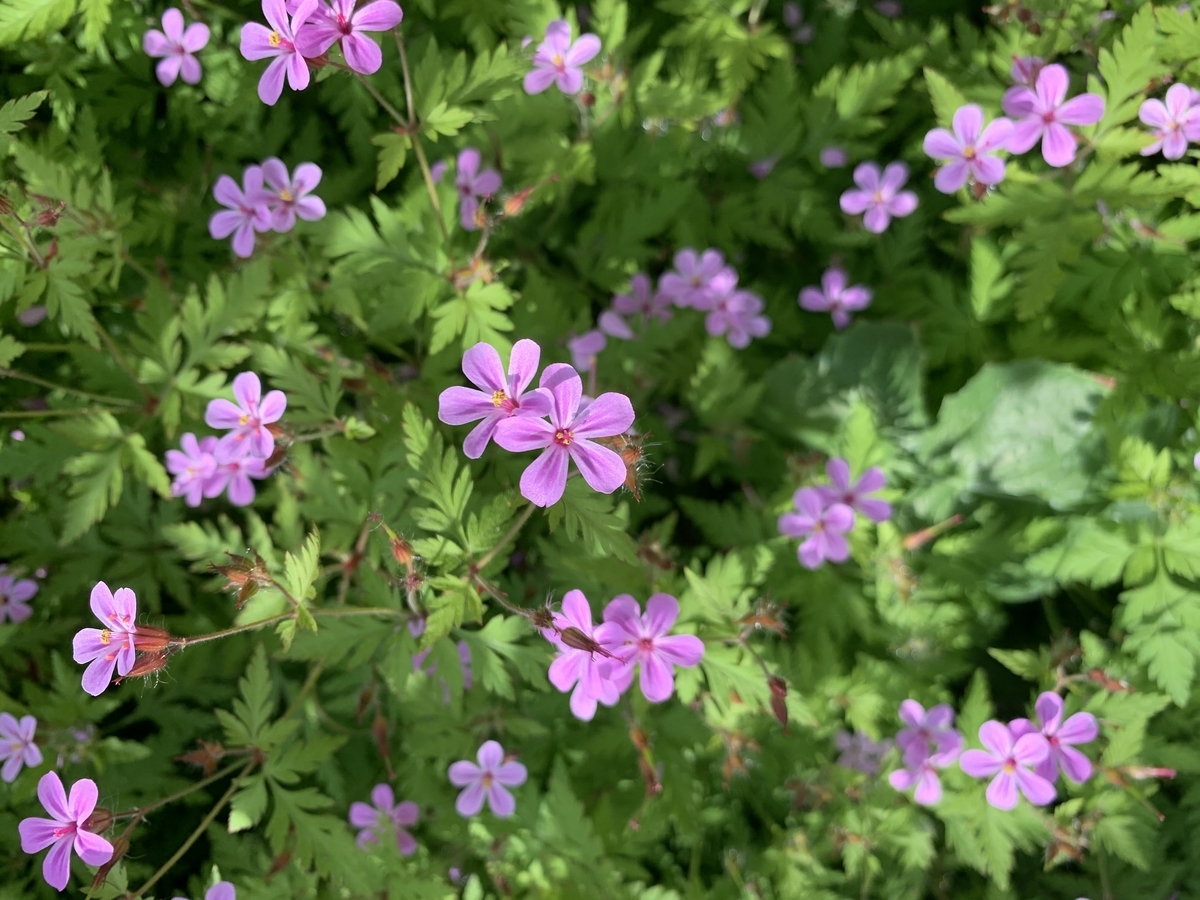 f:id:encyclopediaofweeds:20211122215458j:plain