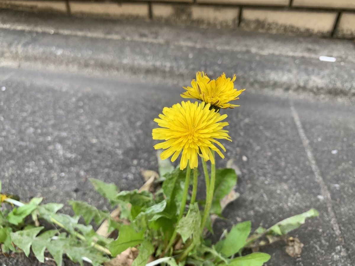 f:id:encyclopediaofweeds:20211122215749j:plain