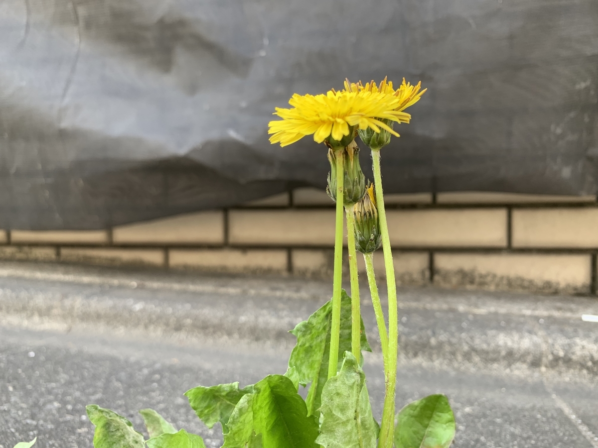 f:id:encyclopediaofweeds:20211122215757j:plain