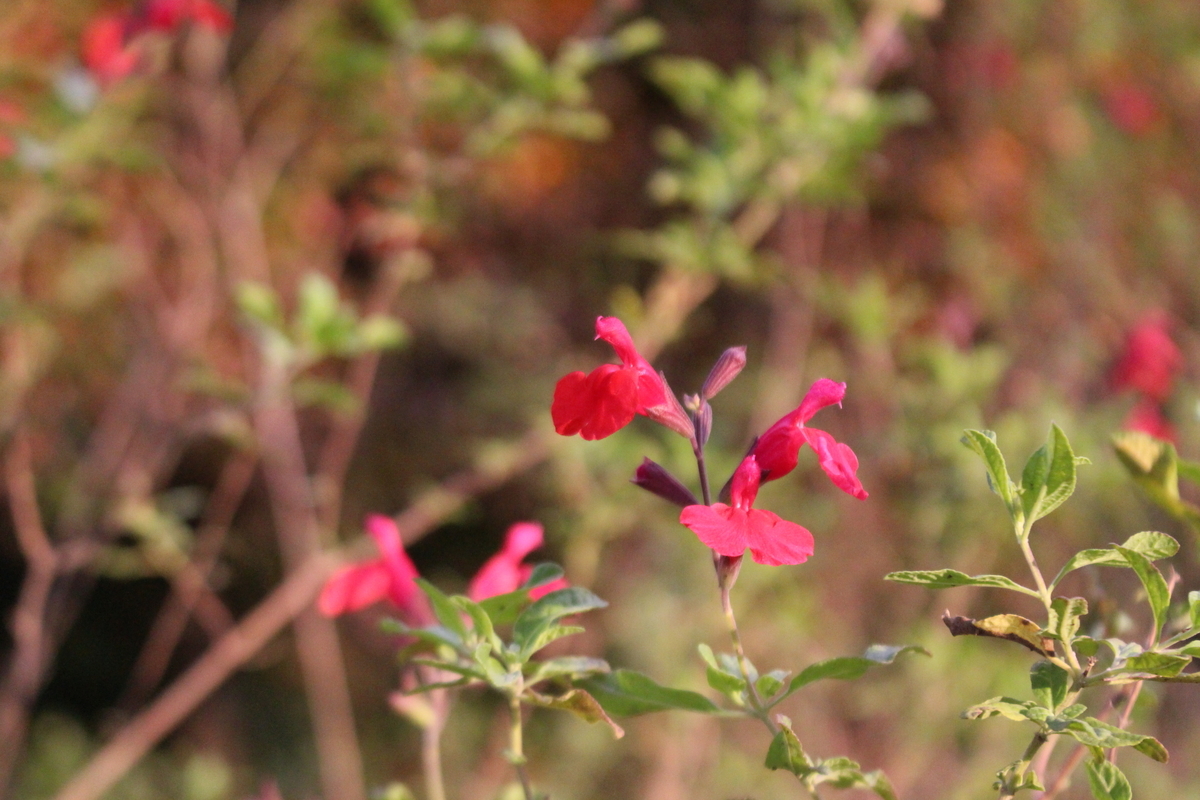 f:id:encyclopediaofweeds:20211126224038j:plain