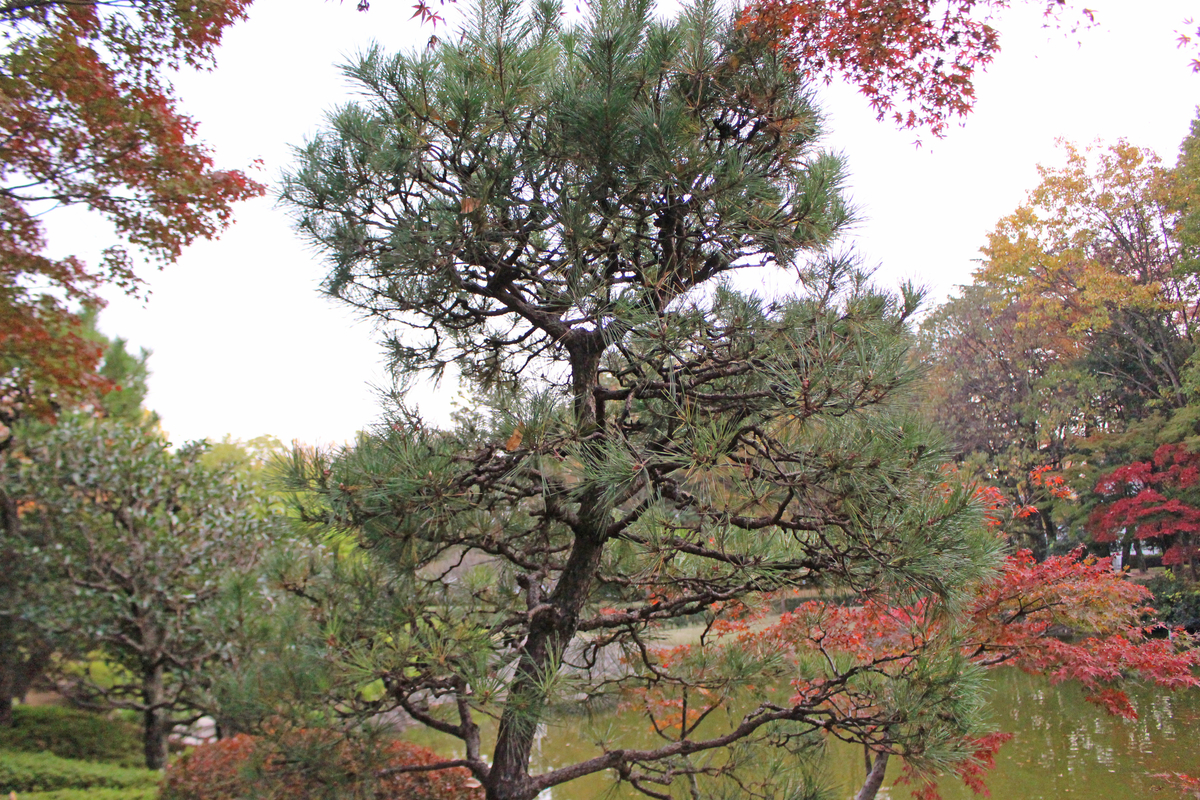 f:id:encyclopediaofweeds:20211126224734j:plain