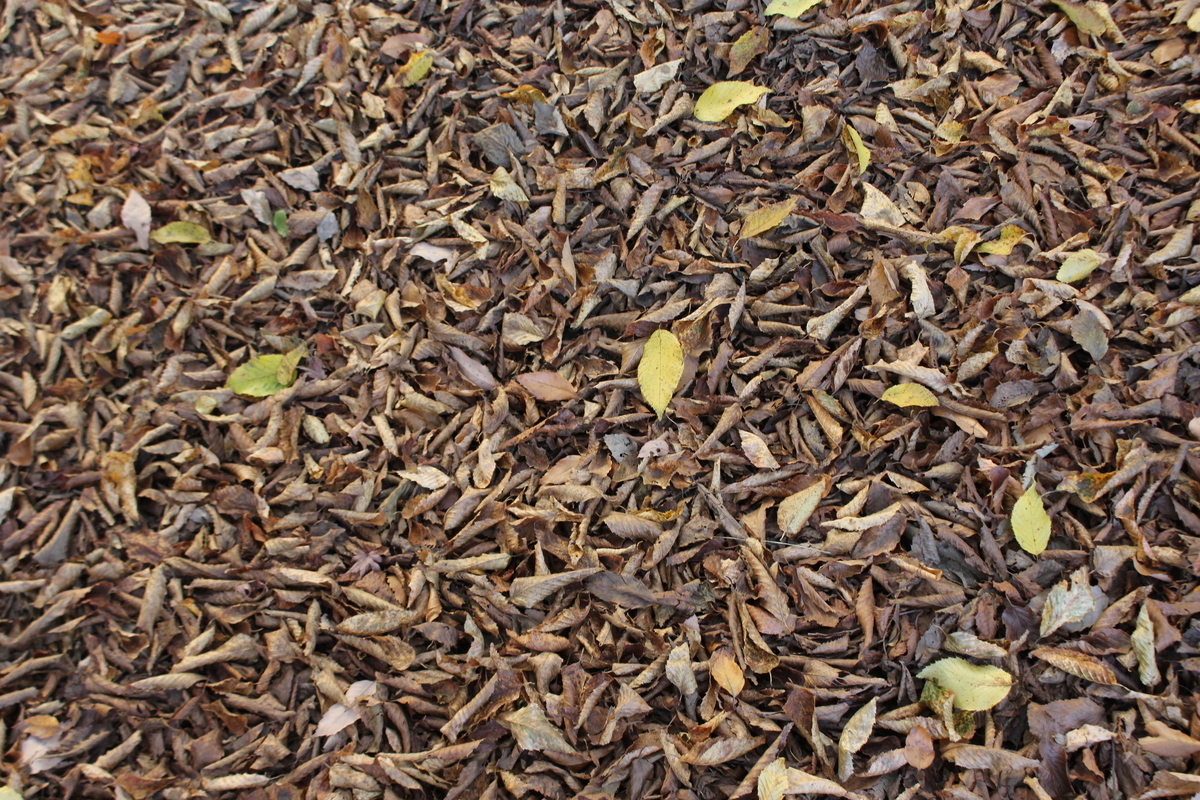 f:id:encyclopediaofweeds:20211126234423j:plain