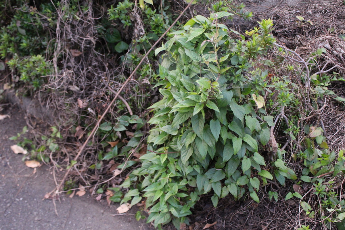 f:id:encyclopediaofweeds:20211126234750j:plain