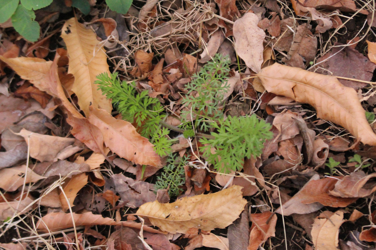 f:id:encyclopediaofweeds:20220327014431j:plain