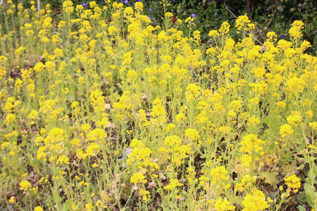 f:id:encyclopediaofweeds:20220327030210j:plain