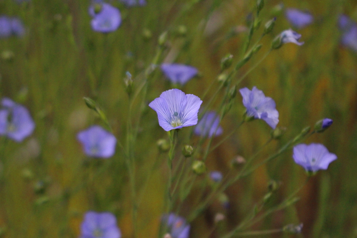 f:id:encyclopediaofweeds:20220327030429j:plain