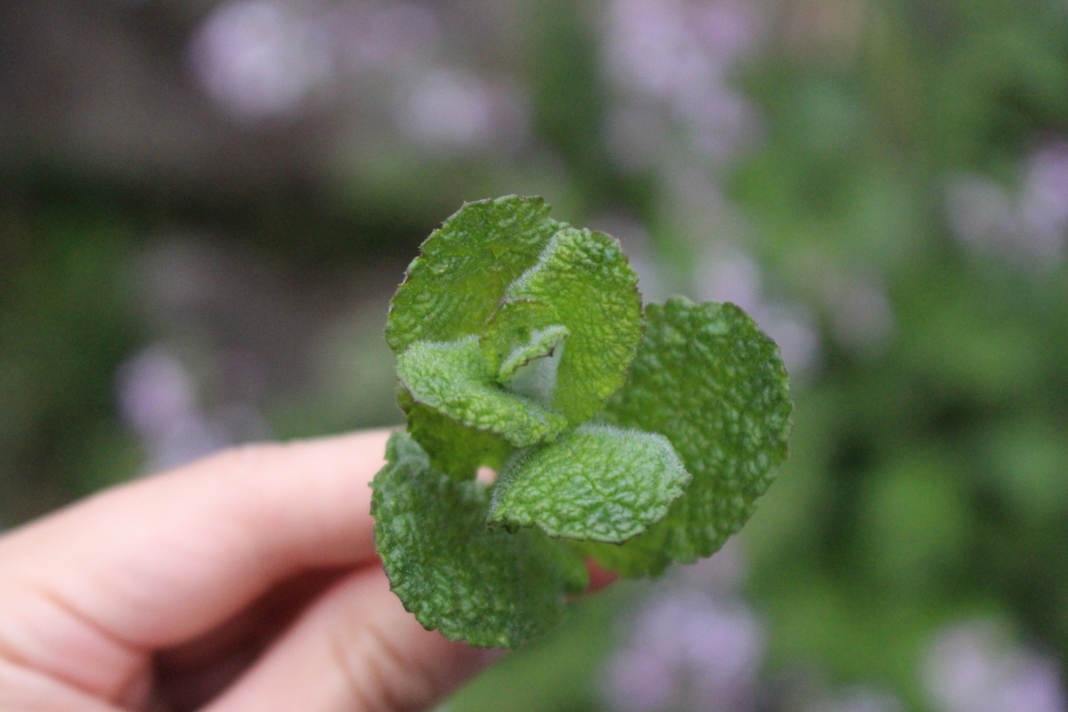 f:id:encyclopediaofweeds:20220327033236j:plain