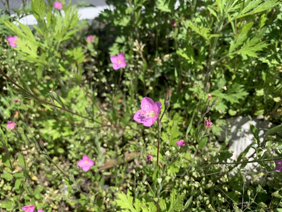 山野草②アカバナユウゲショウ 株分け苗 山野草・夏編#62 ユウゲショウ