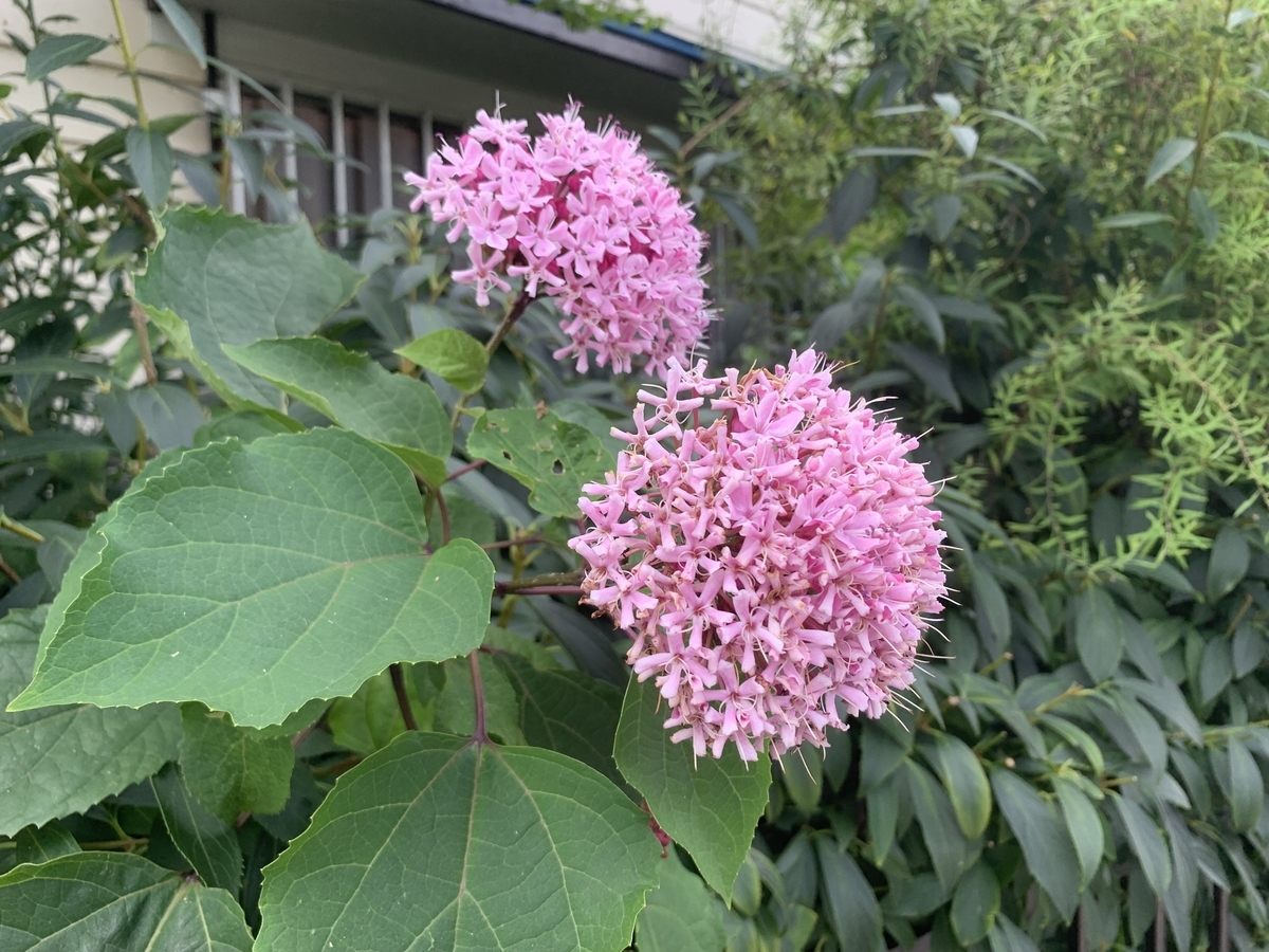 ボタンクサギ 愛すべき雑草たち ボタンクサギ 愛すべき雑草たち