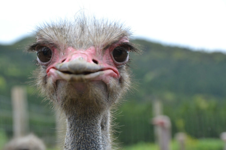 f:id:end_of_multi:20200219204854j:plain f:id:end_of_multi:20200219204854j:plain