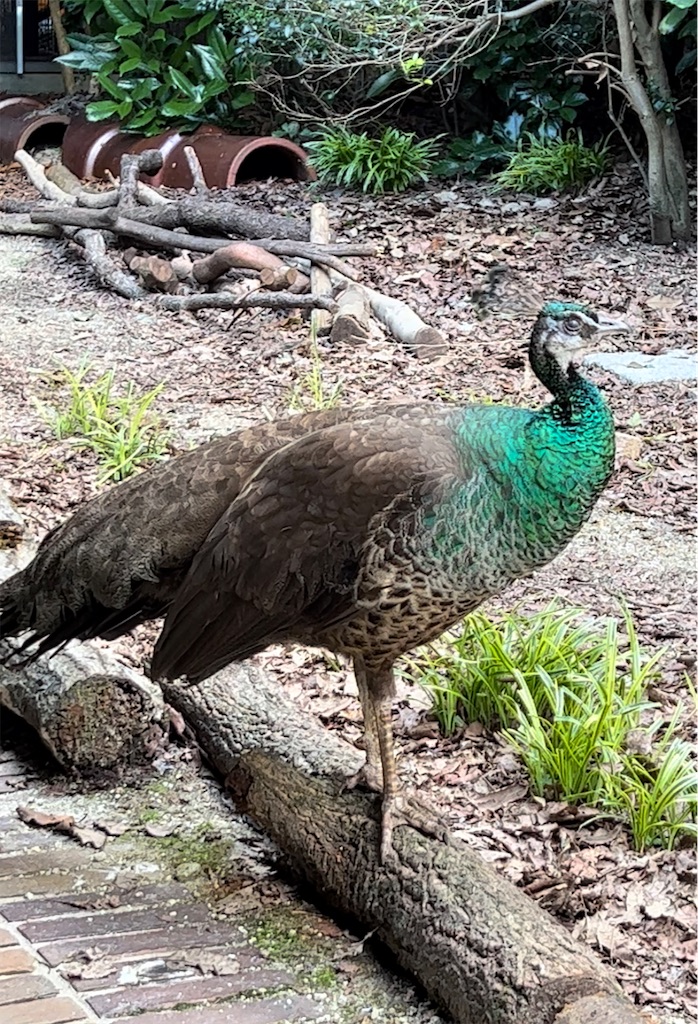 f:id:endchip:20230717174942j:image