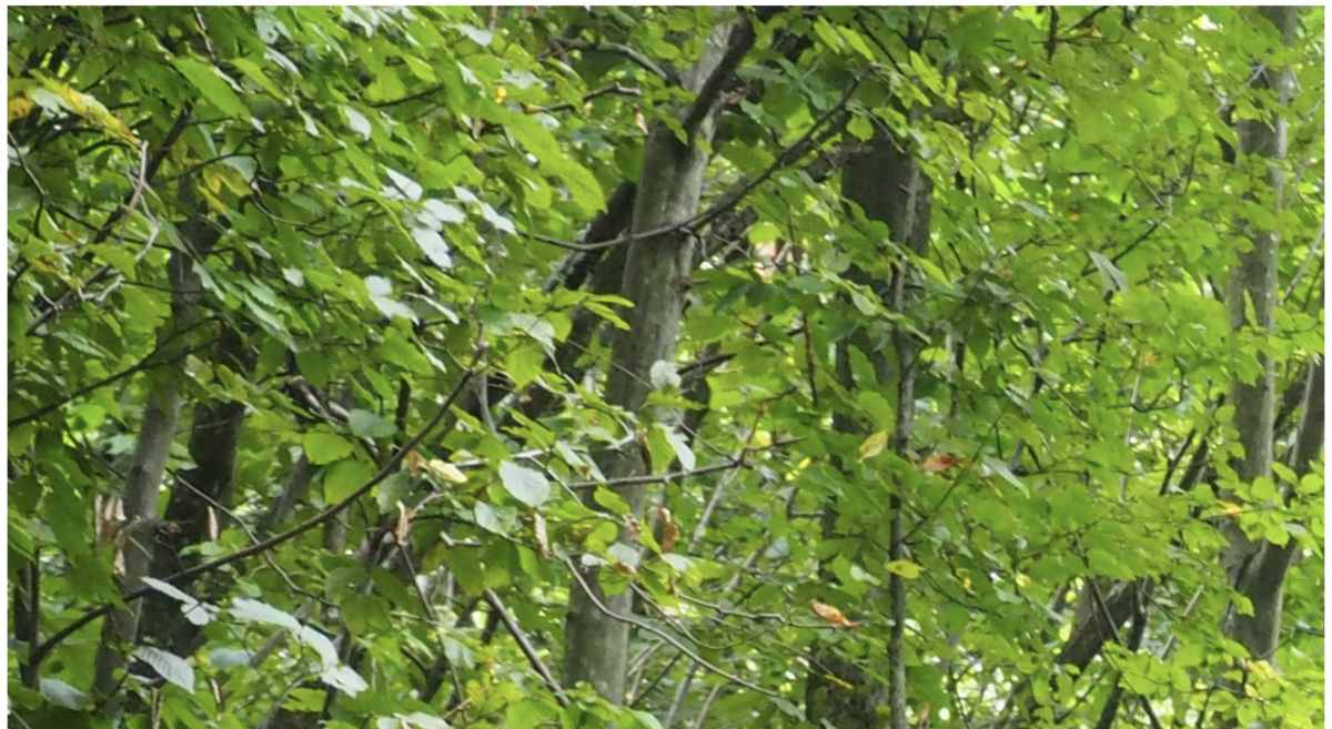 f:id:endoakak:20200909185852p:plain f:id:endoakak:20200909185852p:plain